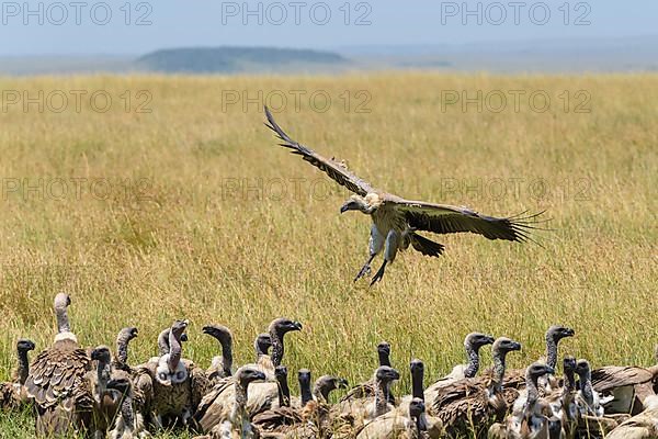 White backed vulture,