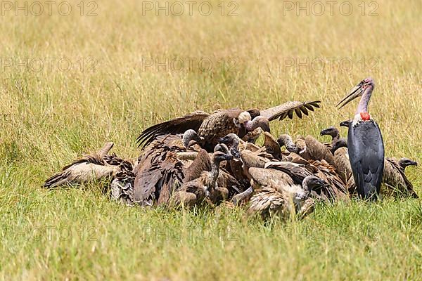 White backed vulture,