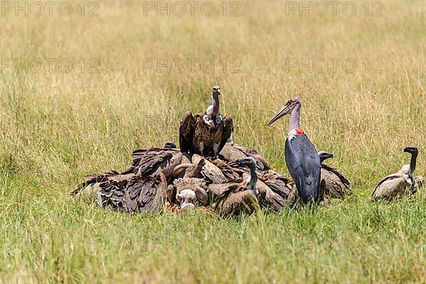 White backed vulture,