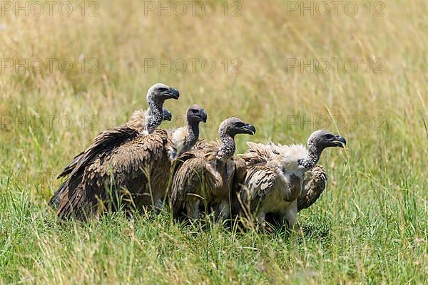 White backed vulture,