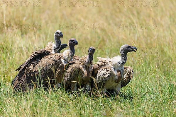 White backed vulture,