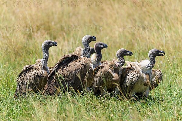 White backed vulture,