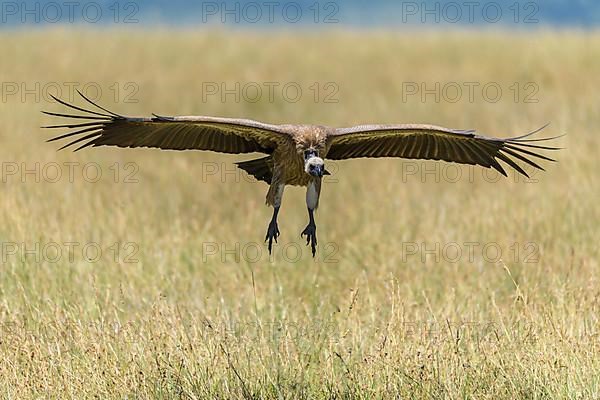 White backed vulture,