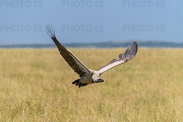 White backed vulture,