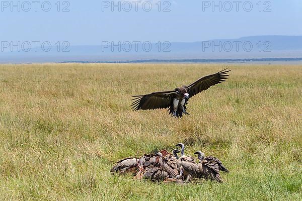 Lappet Faced Vulture,