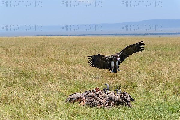 Lappet Faced Vulture,