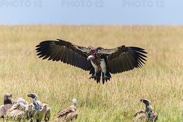 Lappet Faced Vulture,