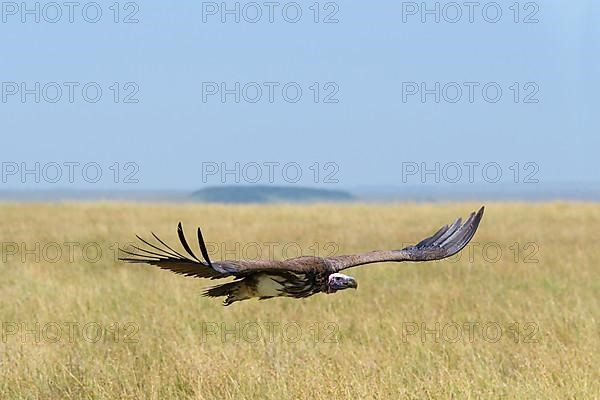 Lappet Faced Vulture,