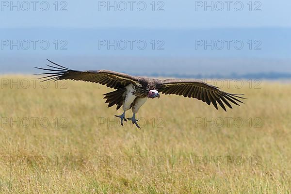 Lappet Faced Vulture,