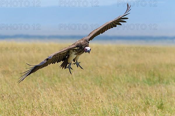 Lappet Faced Vulture,