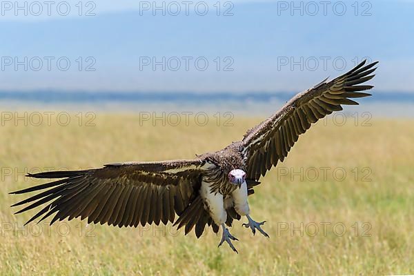 Lappet Faced Vulture,