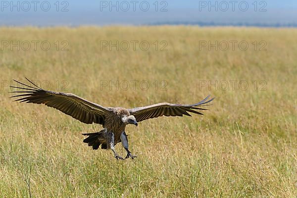 White backed vulture,