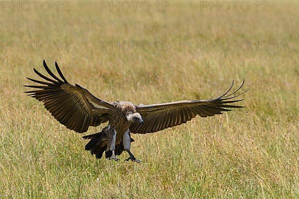 White backed vulture,