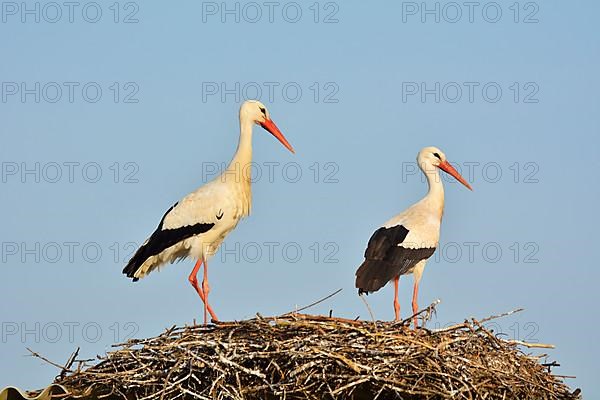 White Storck,
