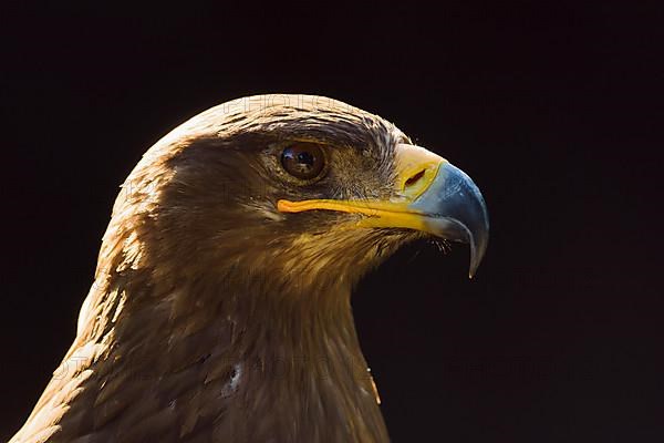 Steppe Eagle,