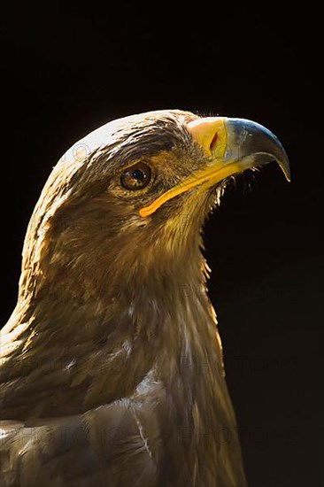 Steppe Eagle,