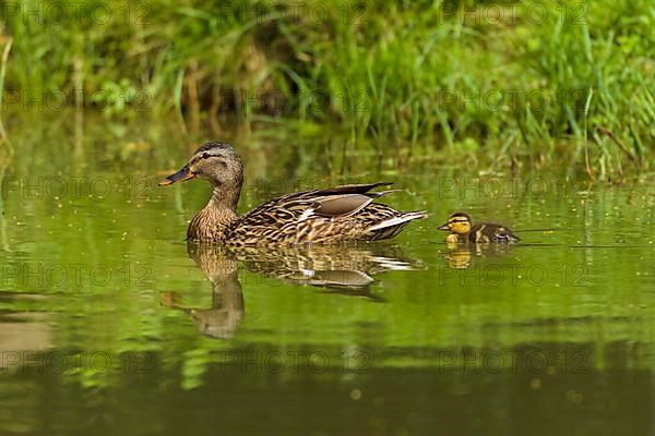 Mallard Duck,