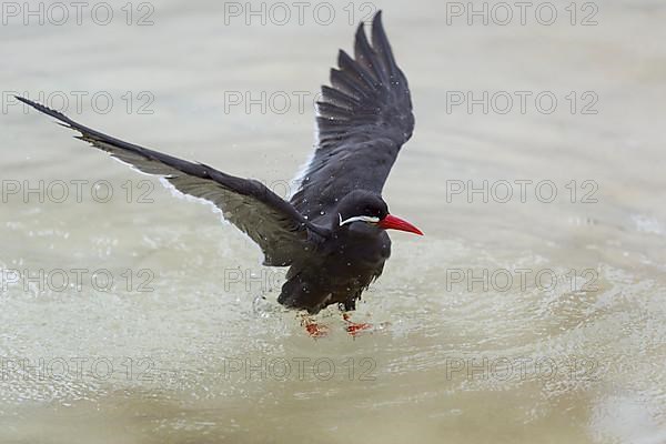 Inca Tern,