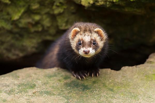 European Ferret, Polecat