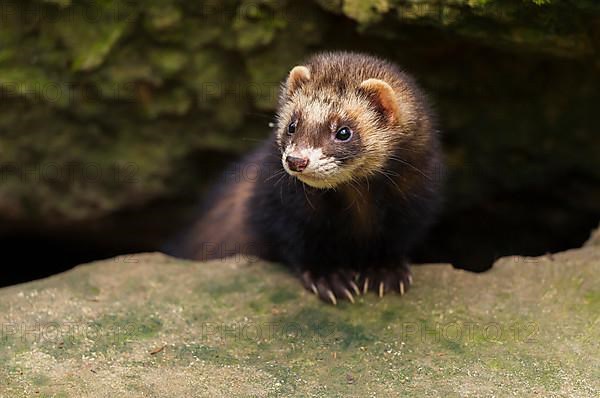 European Ferret, Polecat