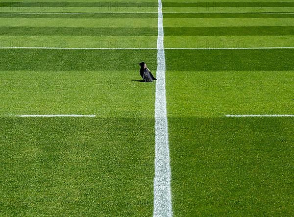 Crow sitting on the artificial turf of a football field, Berlin