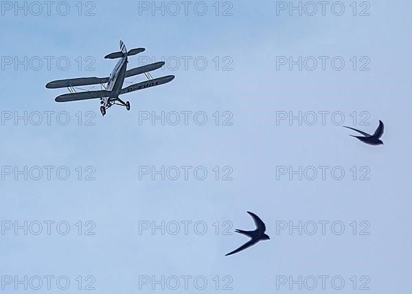 Biplane and 2 swallows, classic car