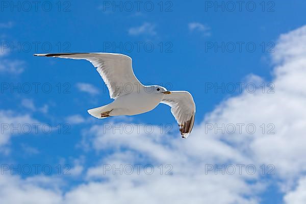 Flying european herring gull,