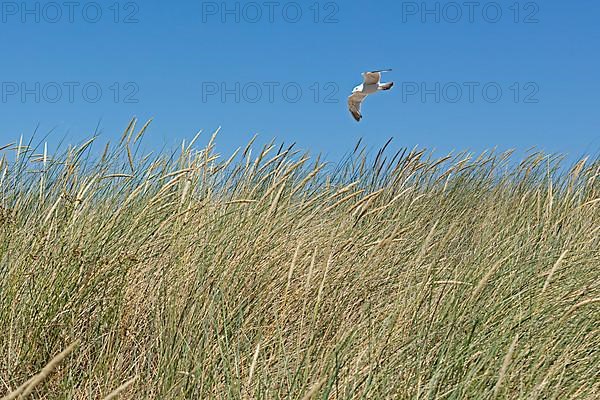 Flying european herring gull,