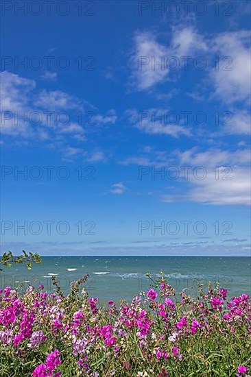 Flowers, vetches