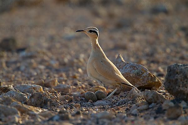 Cream-coloured courser,