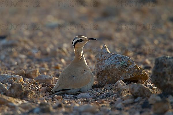 Cream-coloured courser,