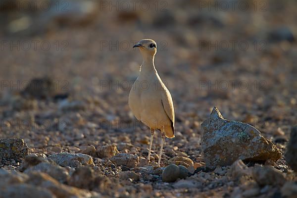 Cream-coloured courser,