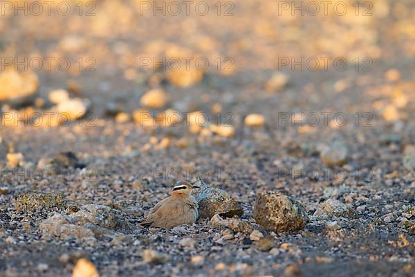 Cream-coloured courser,