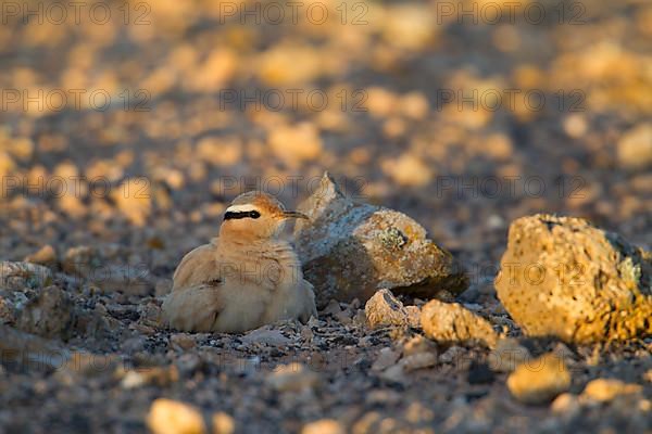 Cream-coloured courser,