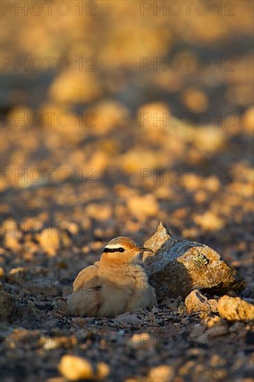 Cream-coloured courser,