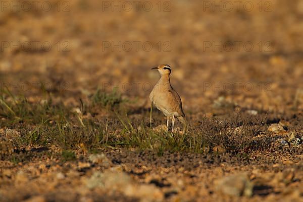 Cream-coloured courser,