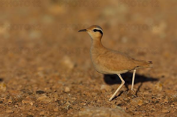 Cream-coloured courser,