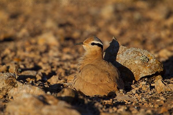 Cream-coloured courser,