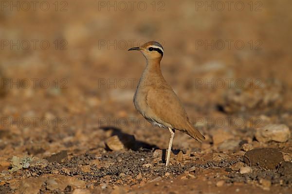 Cream-coloured courser,