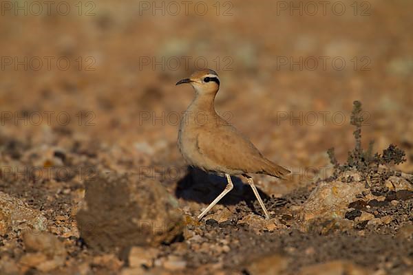 Cream-coloured courser,