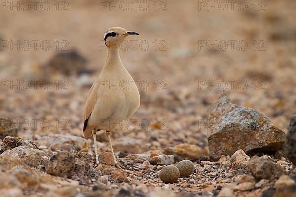 Cream-coloured courser,