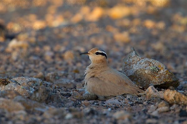 Cream-coloured courser,