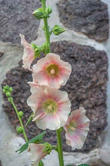 Hollyhocks,