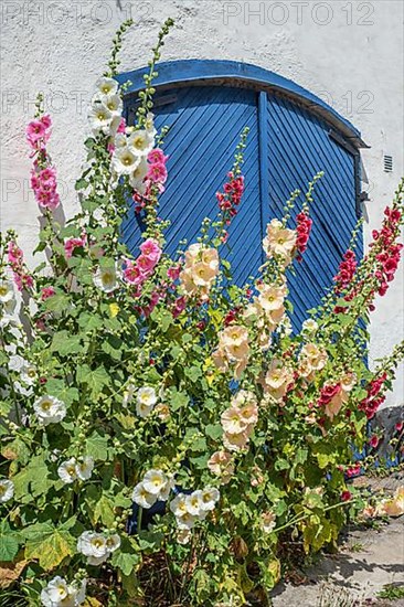 Hollyhocks,