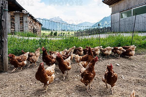 Chickens, free-range chickens