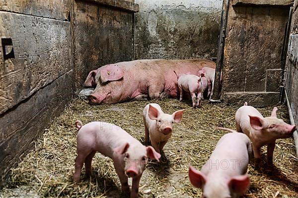 Species-appropriate husbandry, pig with piglets