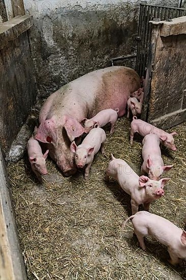 Species-appropriate husbandry, pig with piglets