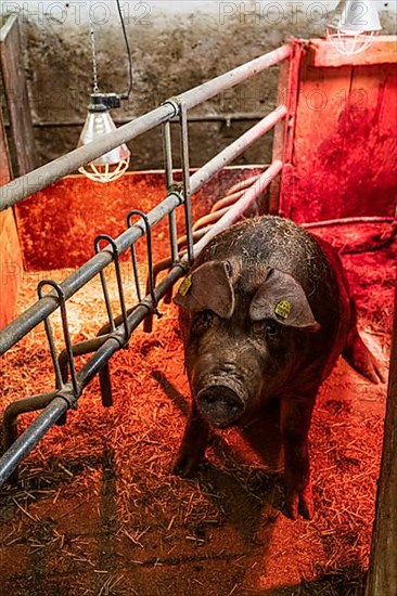 Pig with red light, heat lamp