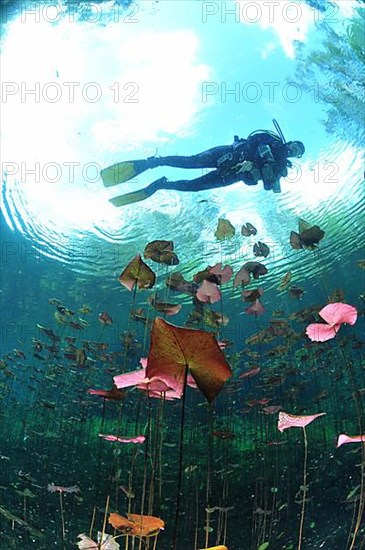 Underwater images of Playa del Carmen, Mexico