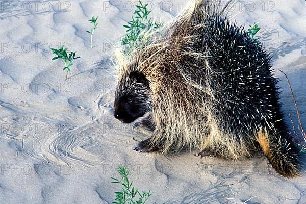 Common Porcupine,